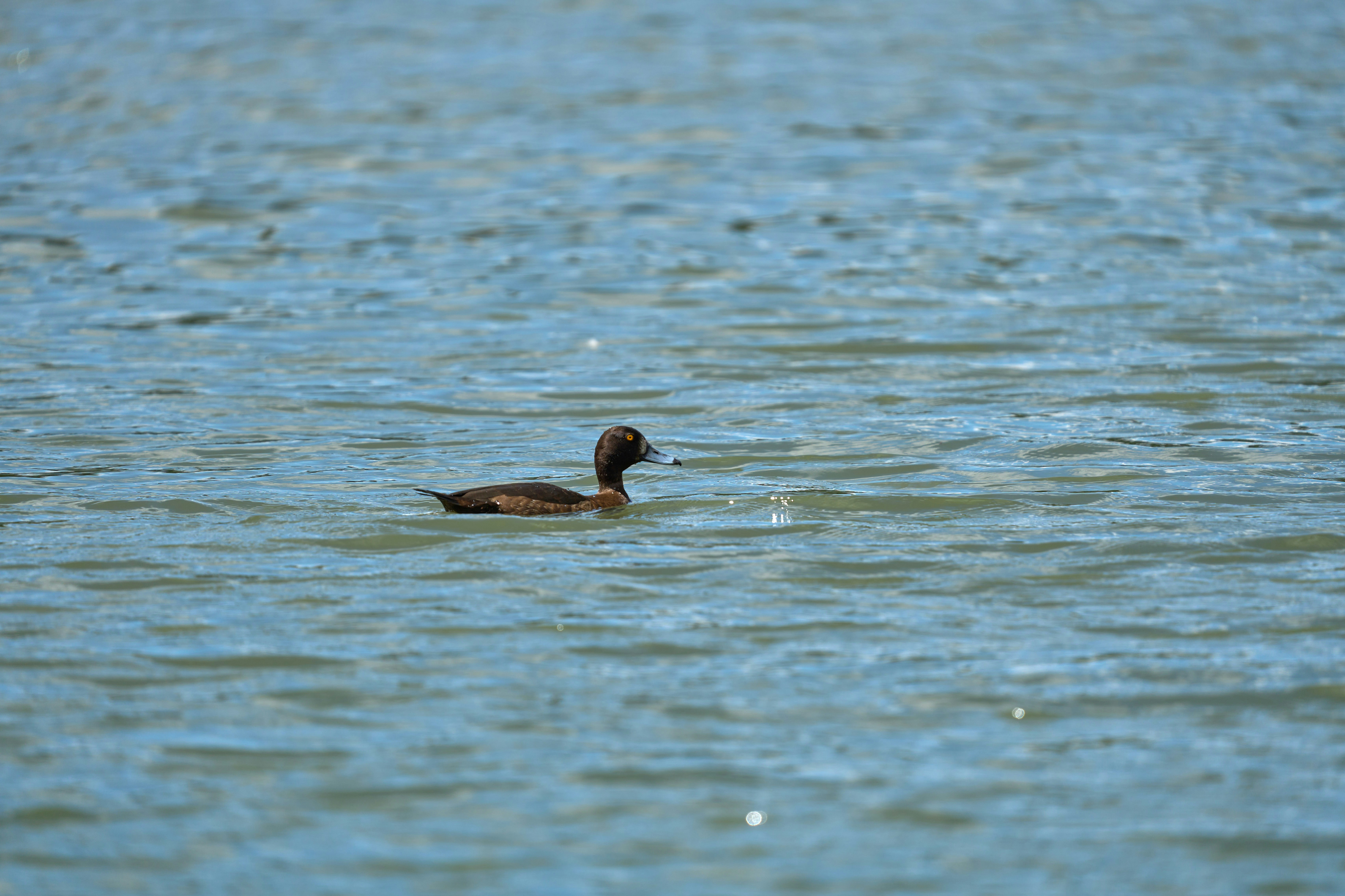 Photo by wolfgang_hasselmann