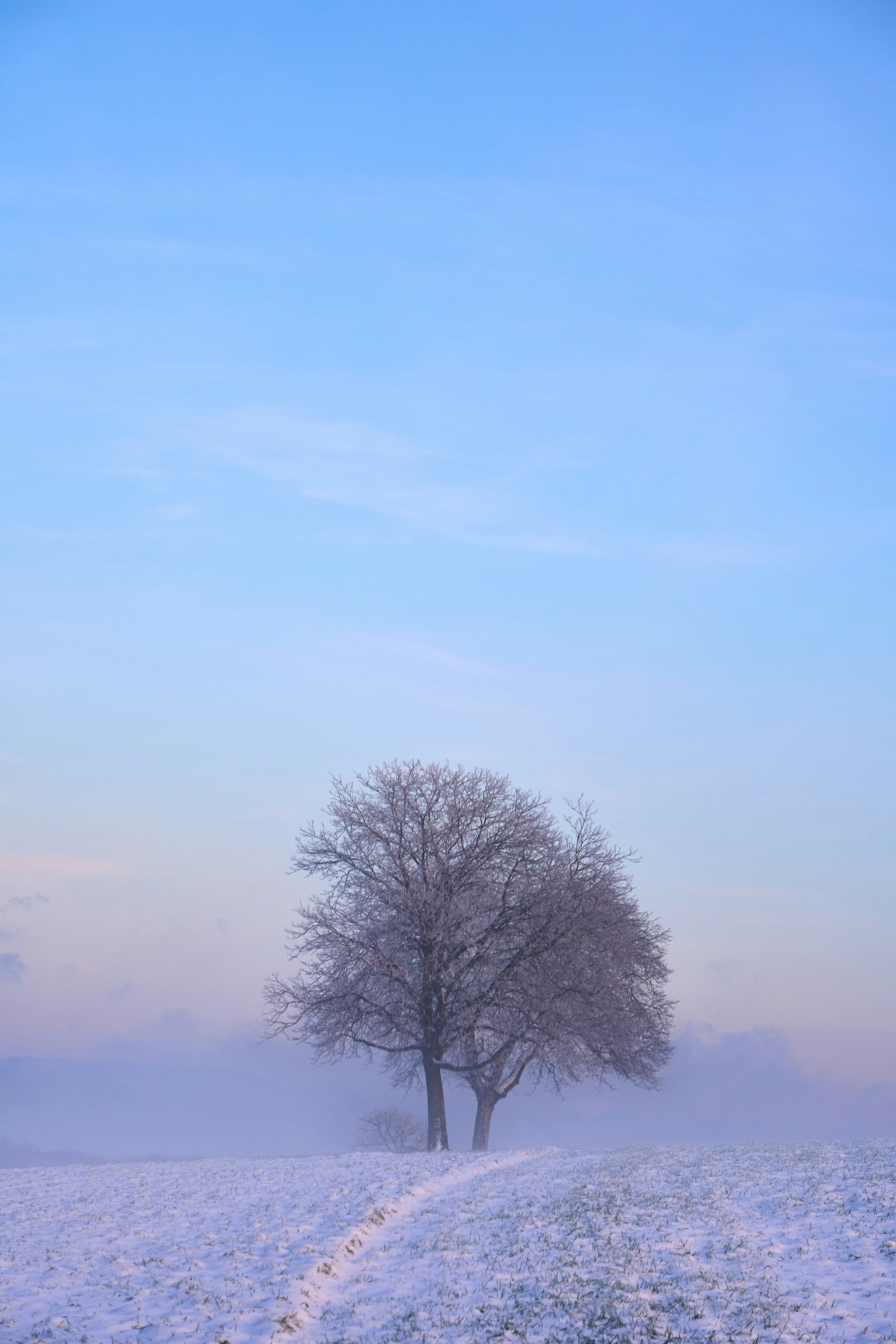 Photo by wolfgang_hasselmann