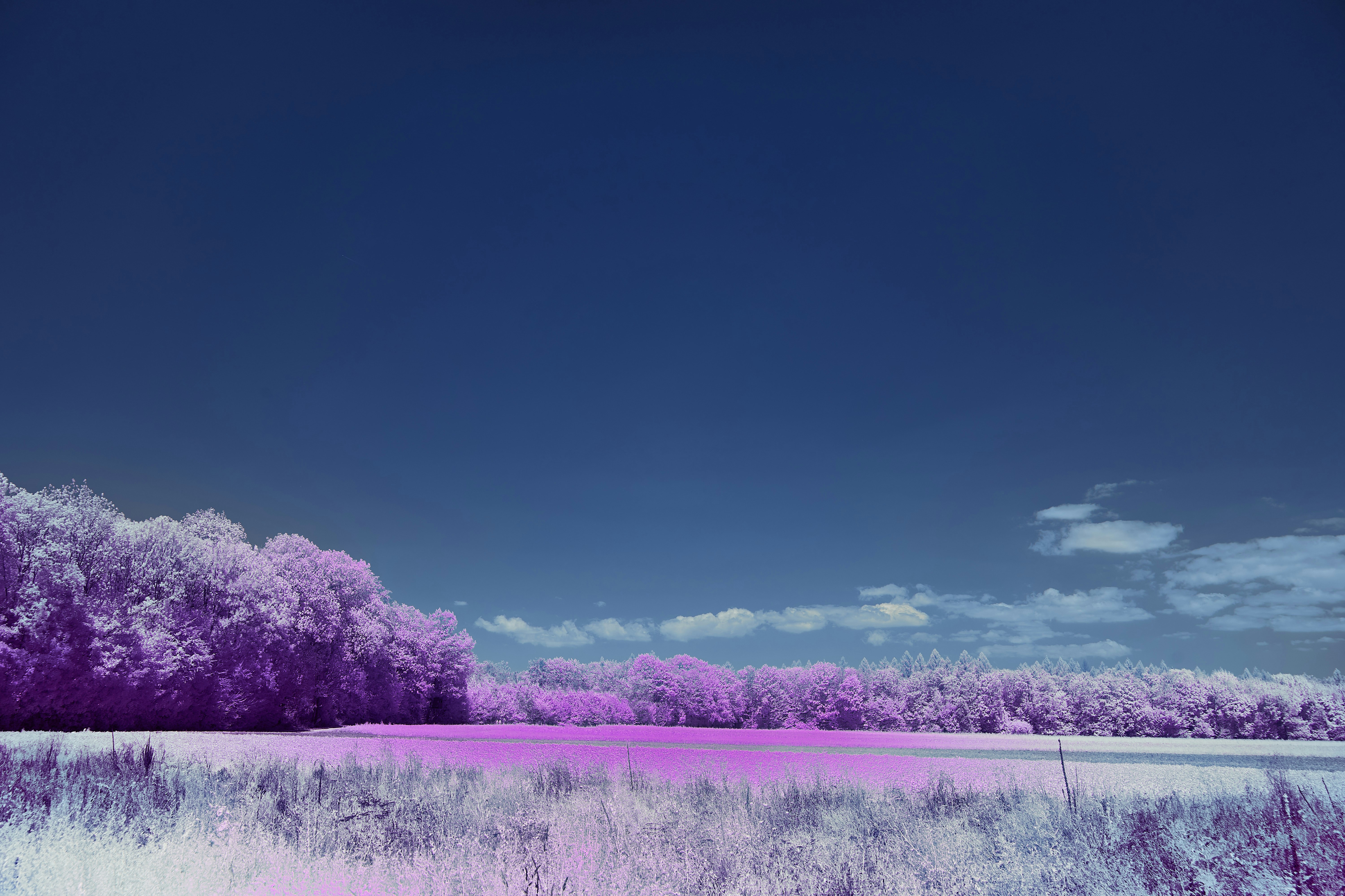 Photo by wolfgang_hasselmann