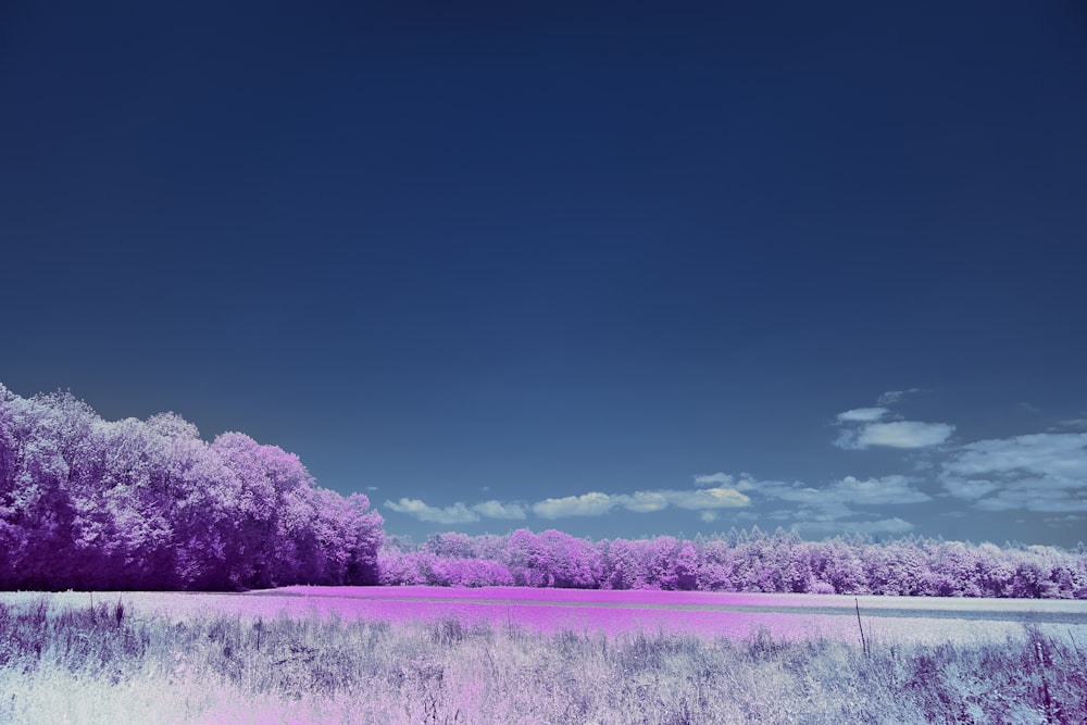 a field with purple flowers and trees in the background