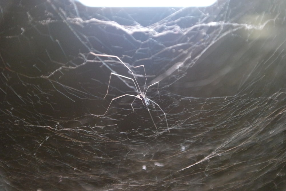 a spider is sitting in the center of a spider web