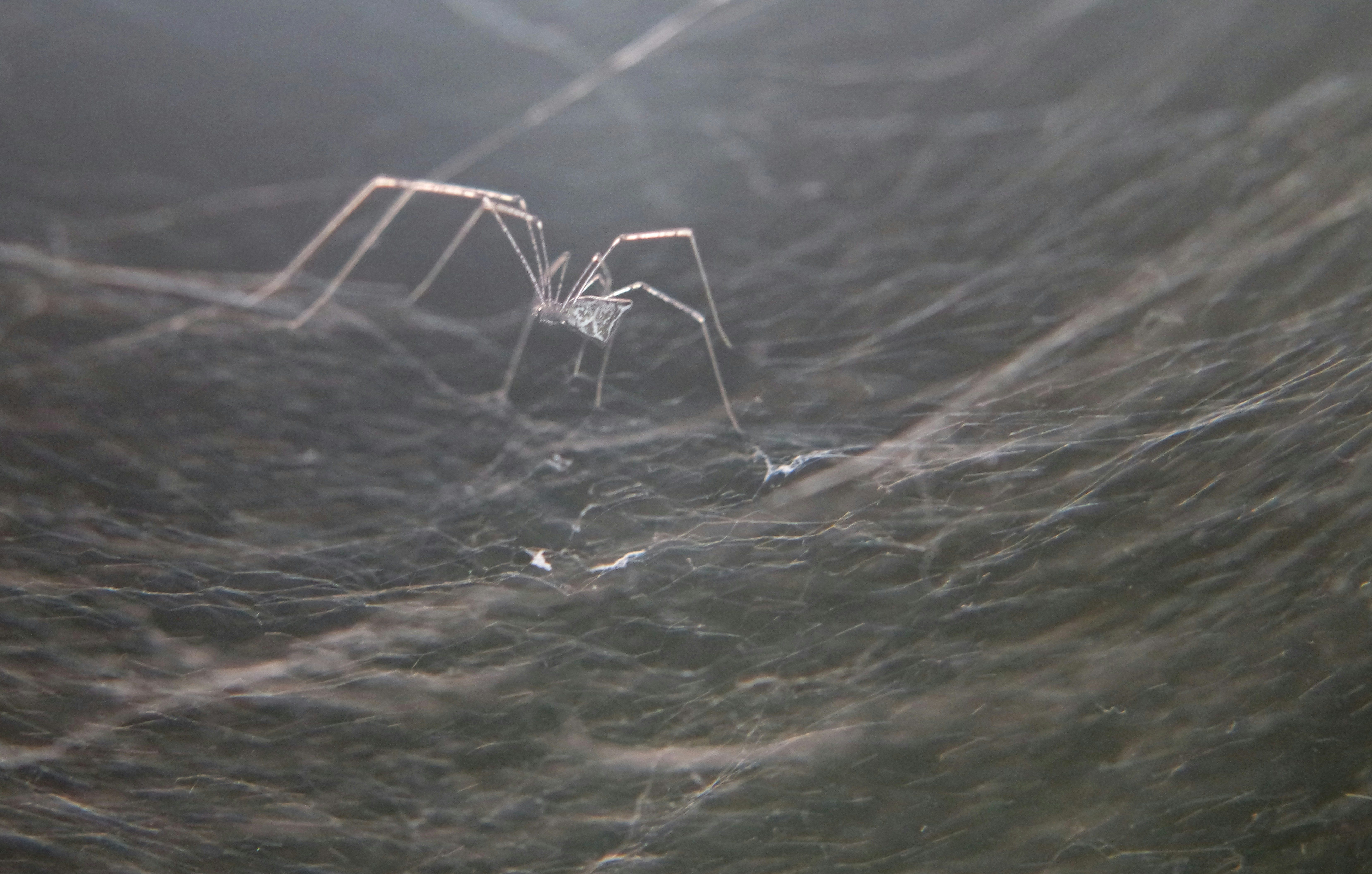 a close up of a spider on its web