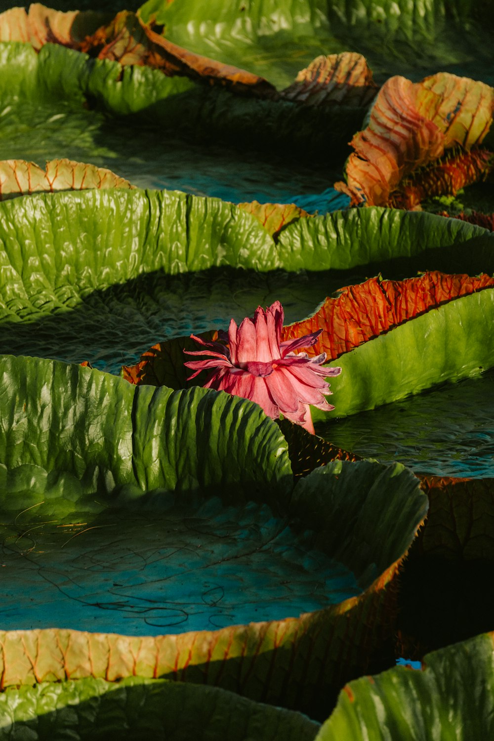 a pink flower sitting on top of green leaves