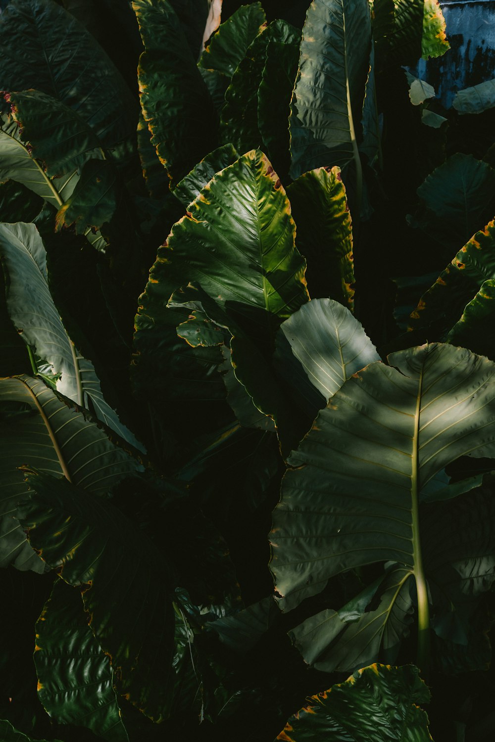 a close up of a plant with green leaves