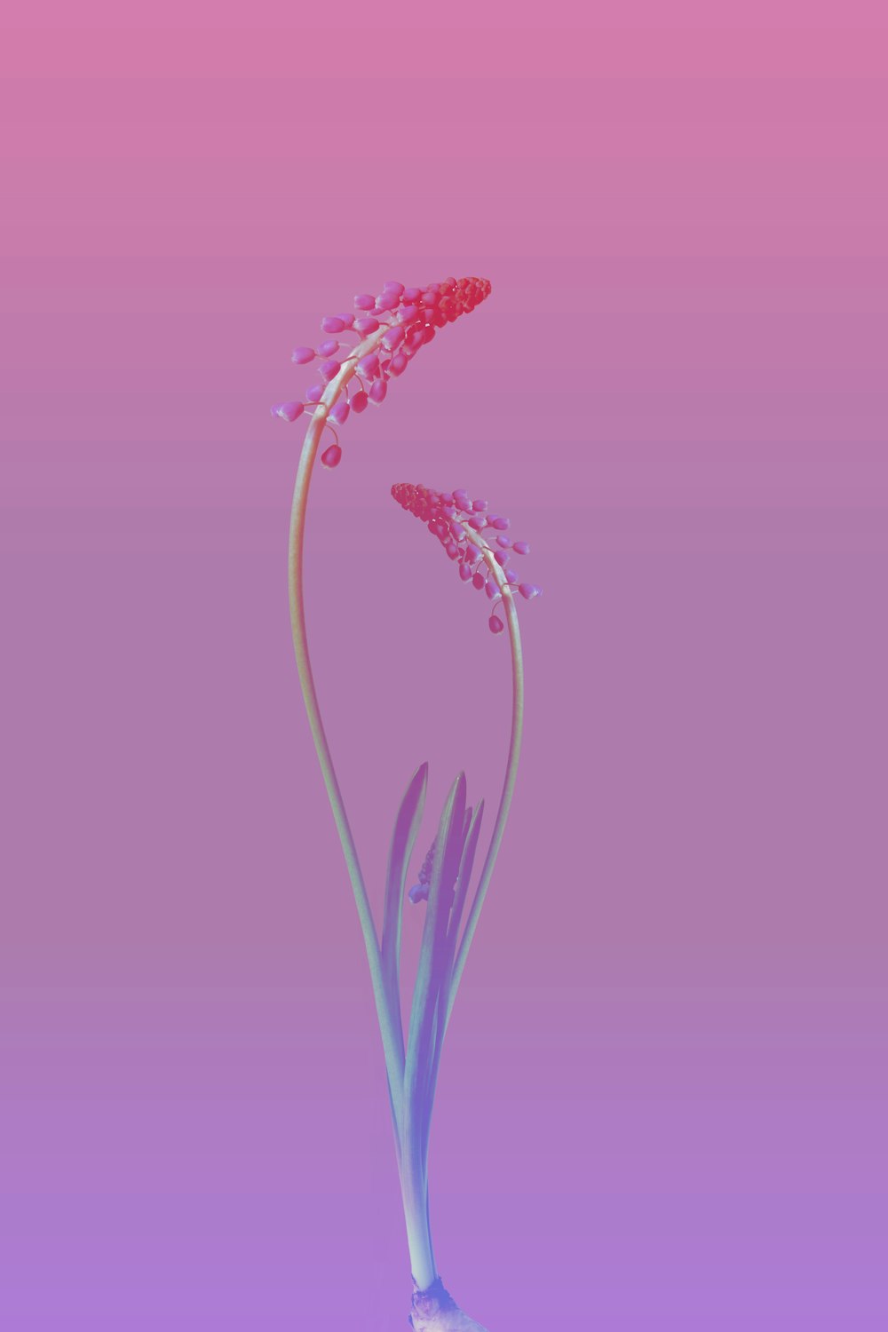 紫とピンクの背景にピンクと青の花