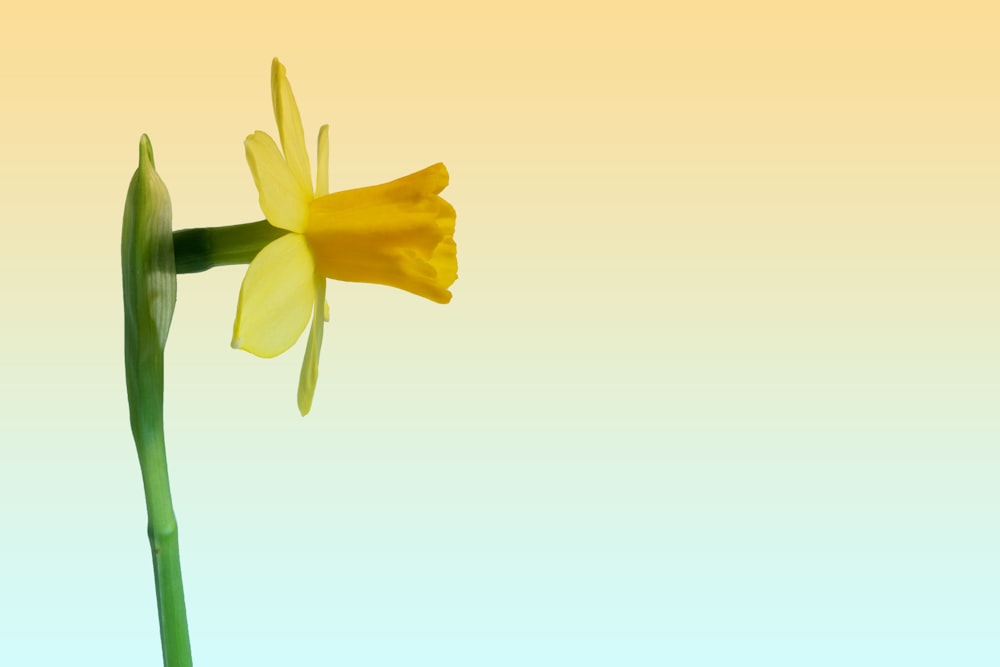 a single yellow daffodil flower in front of a blue sky