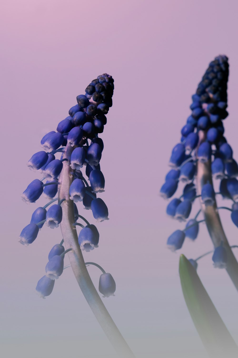 a close up of a blue flower on a plant