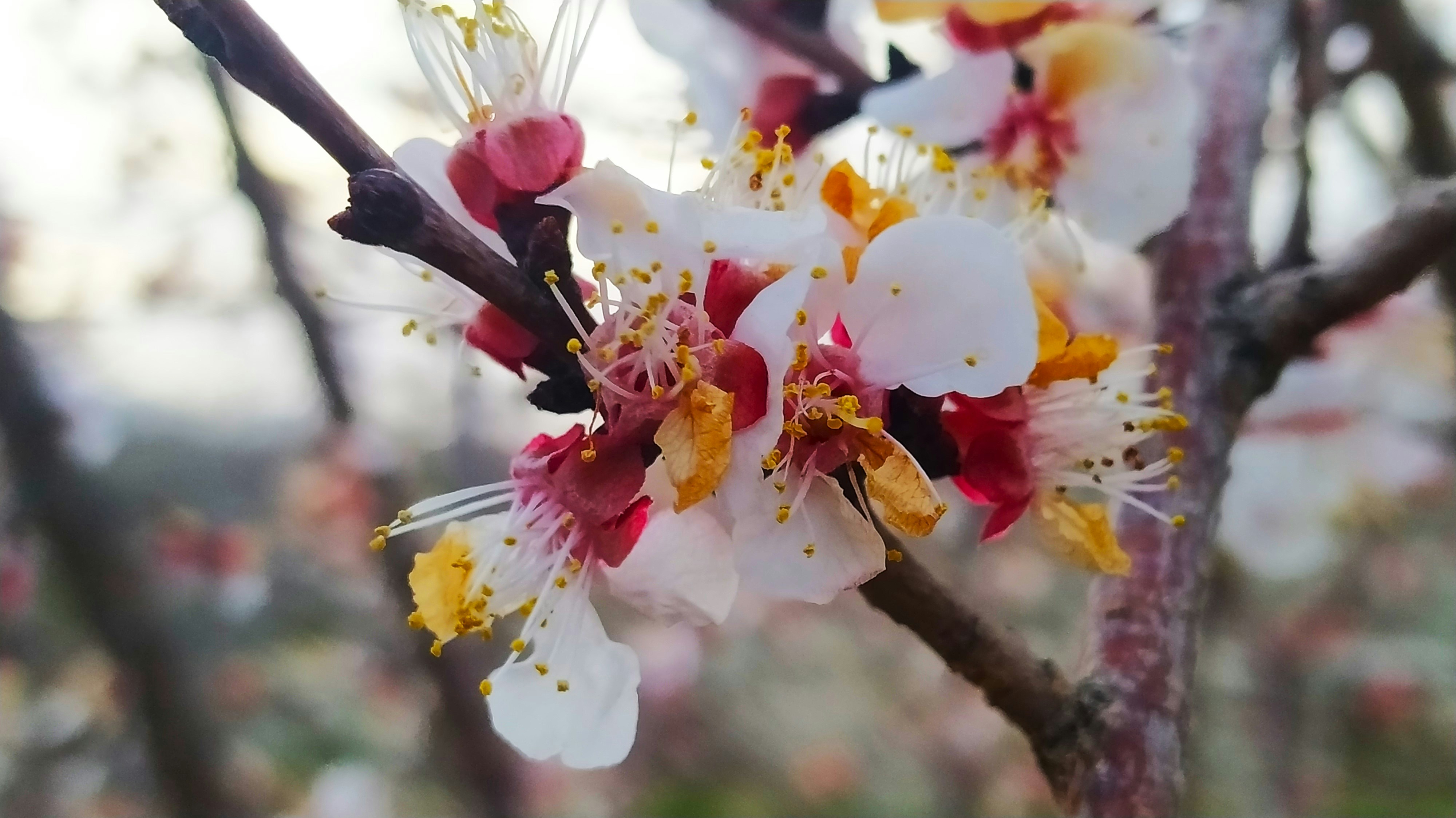 a close up of a tree with white and red flowers