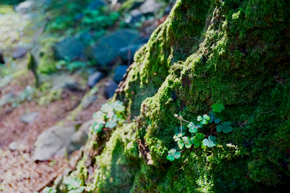 a close up of moss growing on a tree