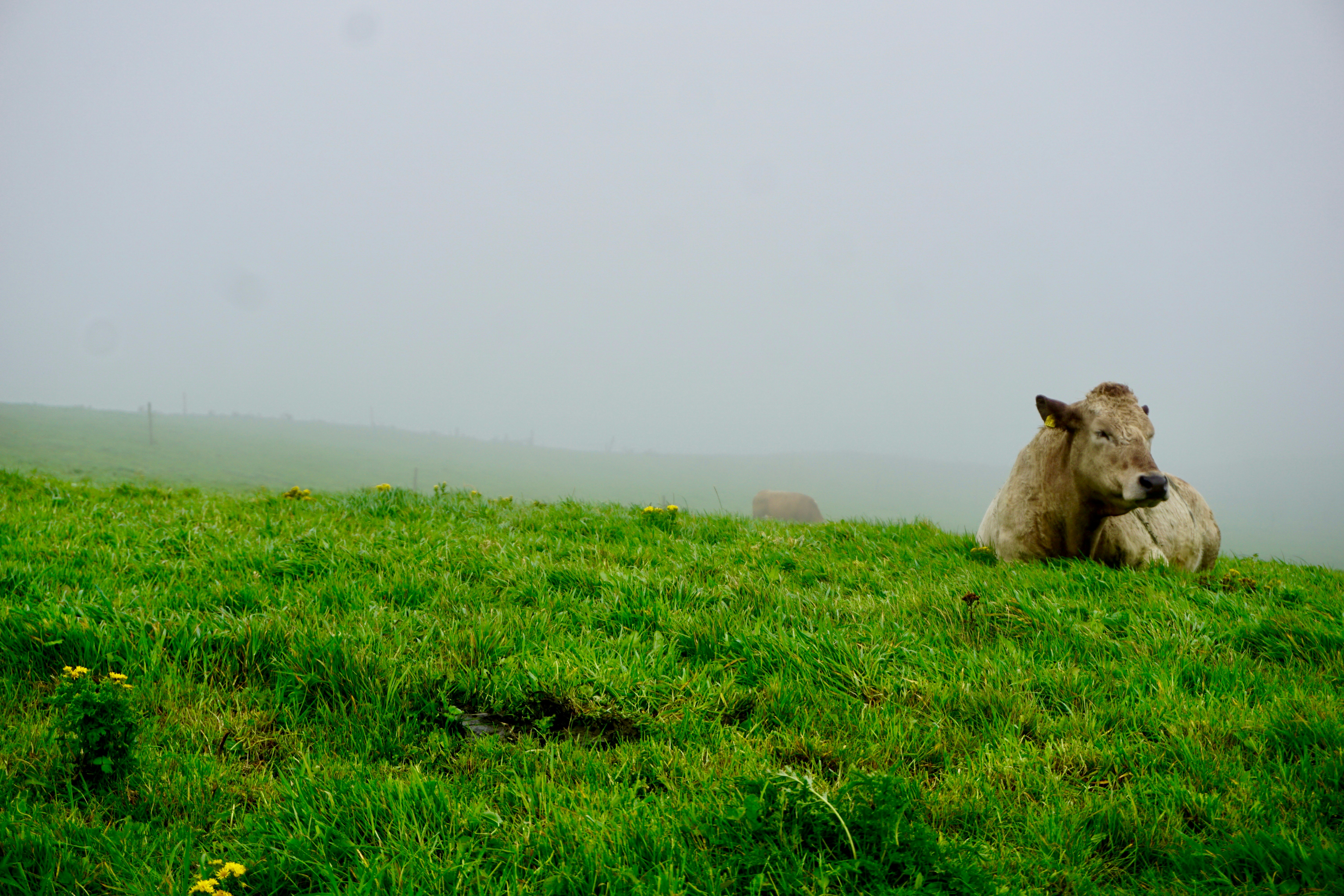 a couple of sheep laying on top of a lush green field