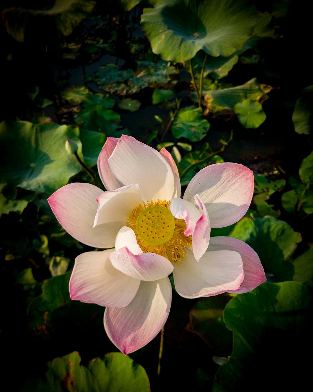 a white and pink flower with lots of green leaves