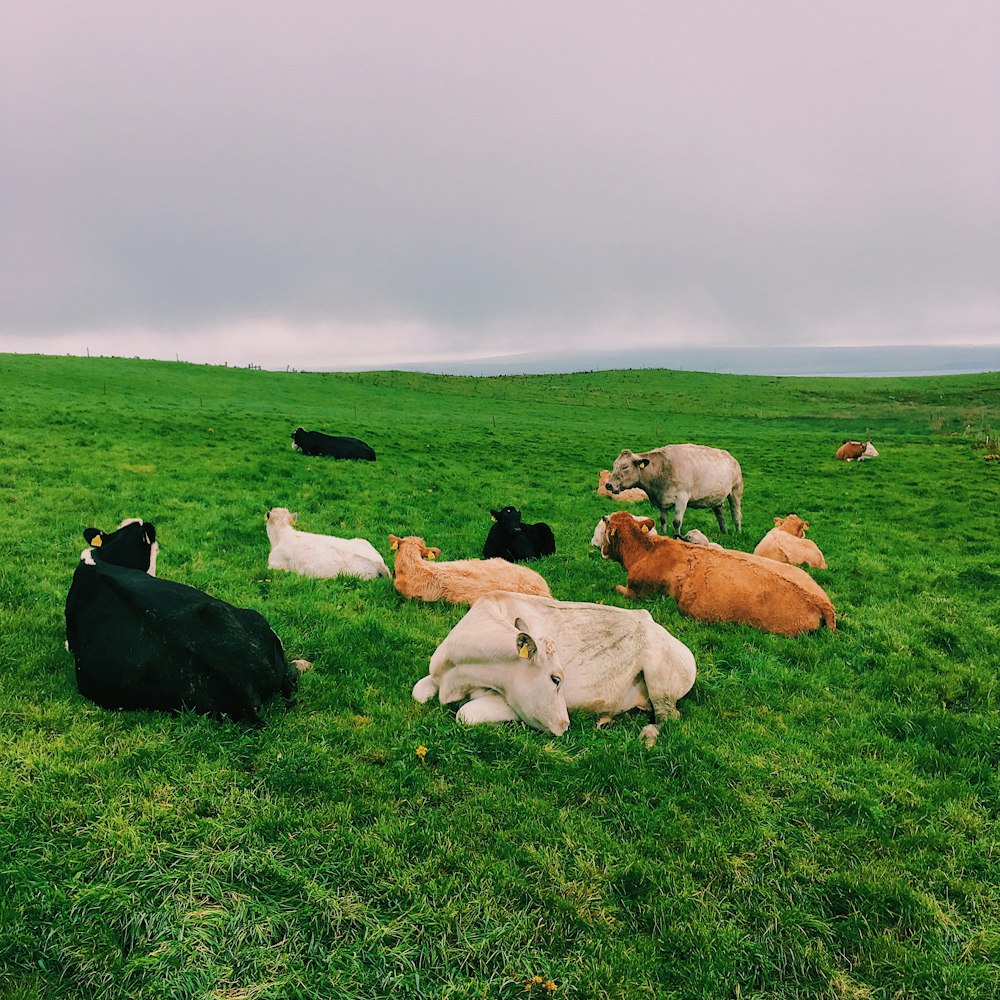 a herd of cattle laying on top of a lush green field