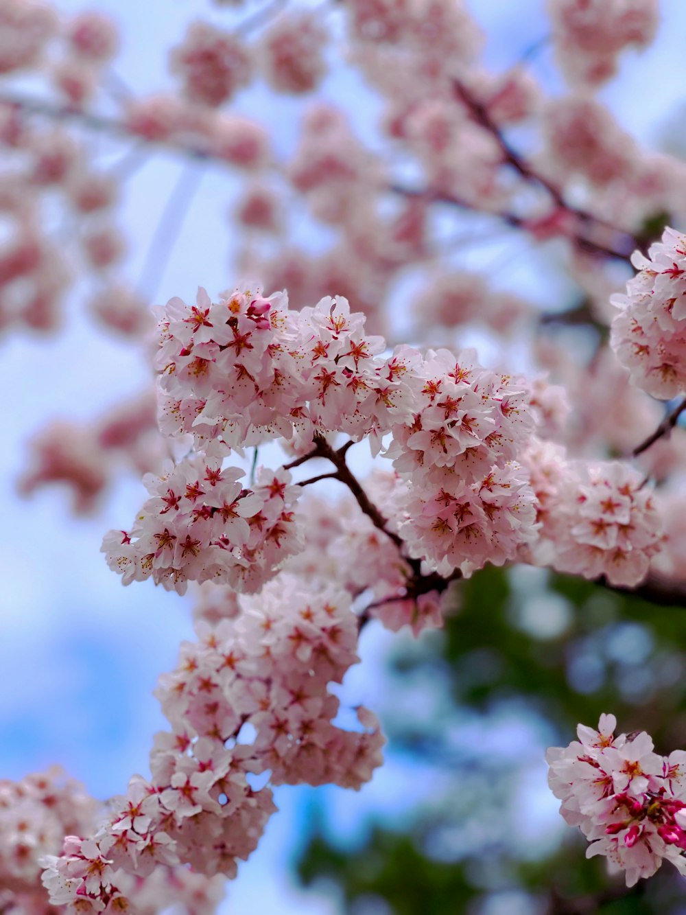 a close up of a tree with pink flowers