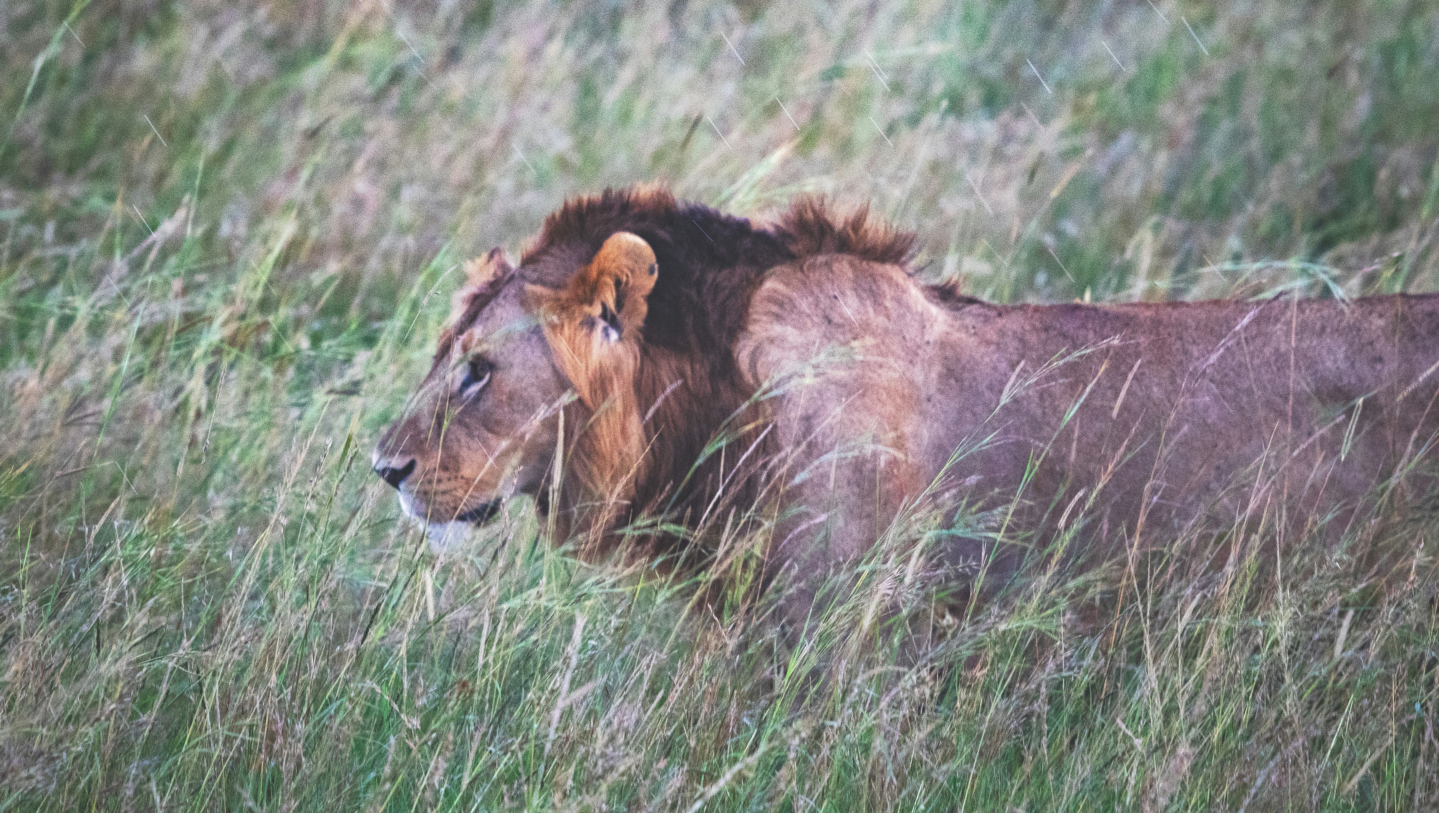 Maasai Mara