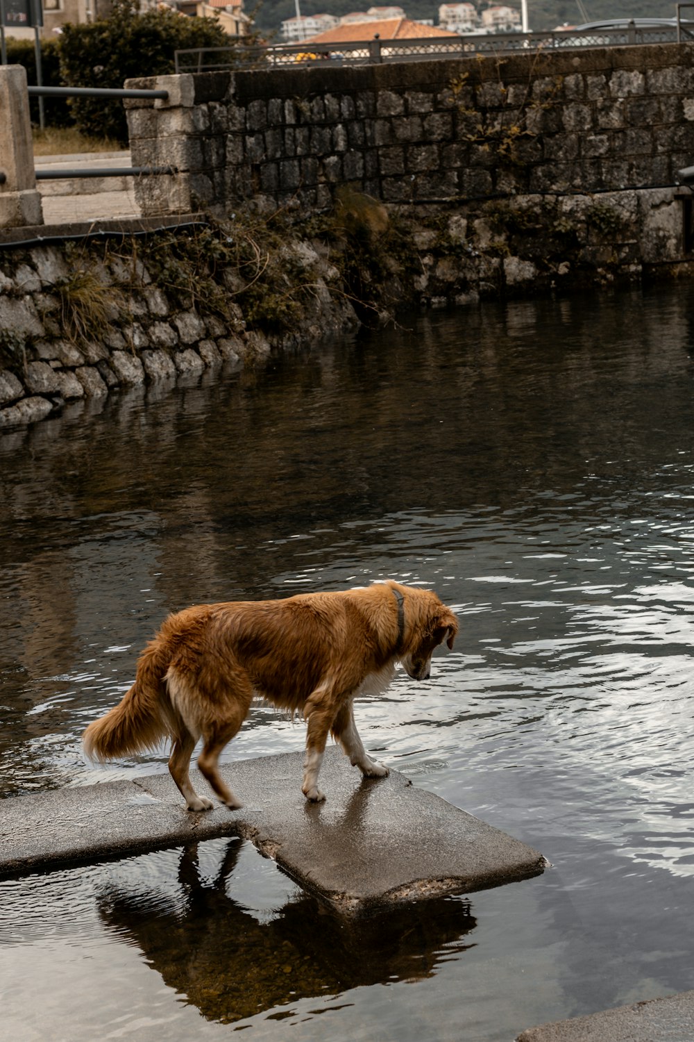 a brown dog walking across a river next to a bridge