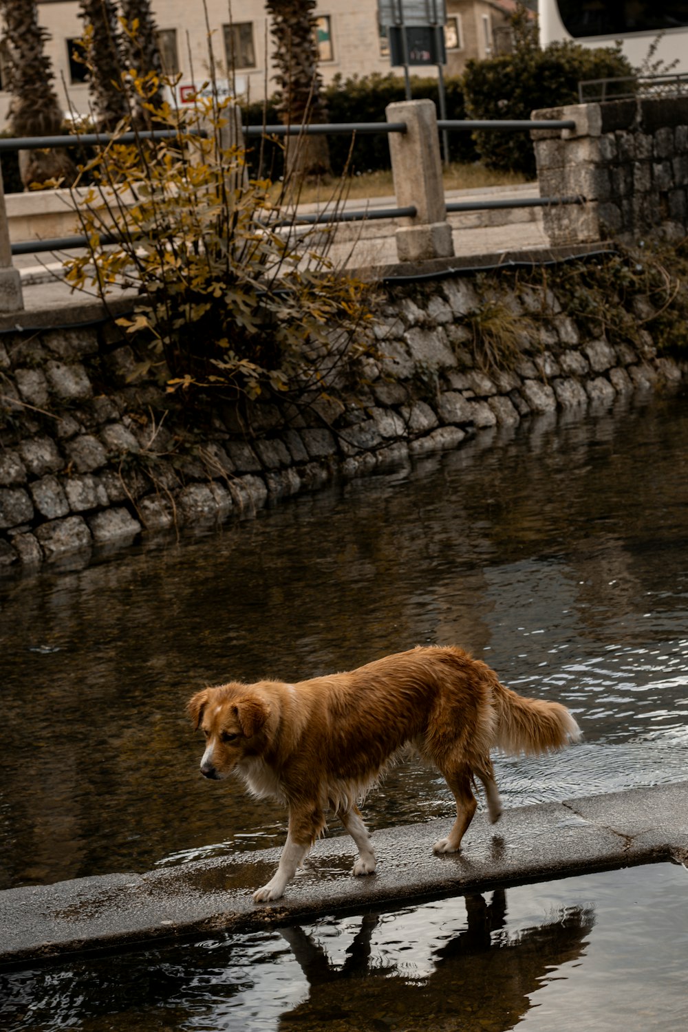 a brown and white dog walking across a river