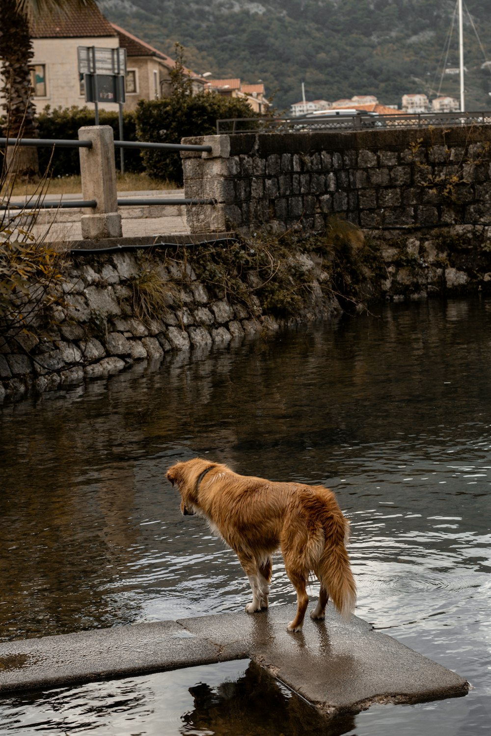 a brown dog standing on top of a cement slab