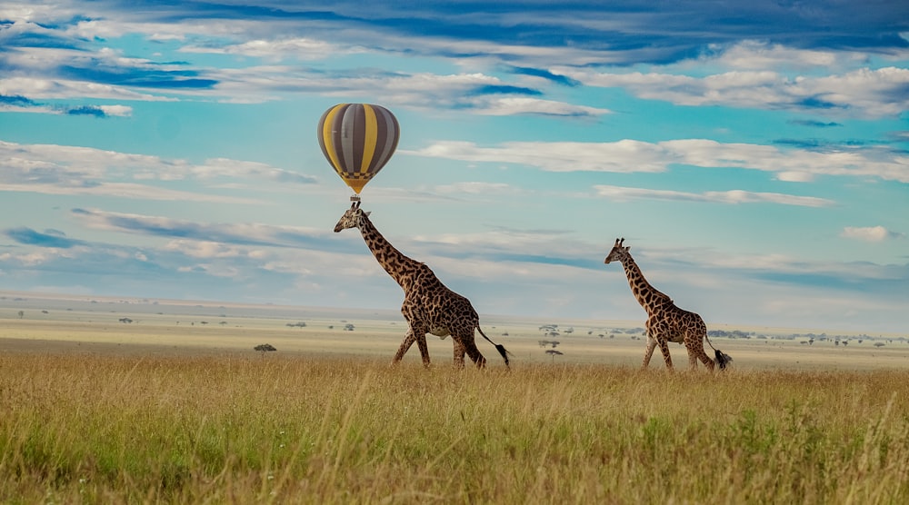 two giraffes walking in a field with a hot air balloon