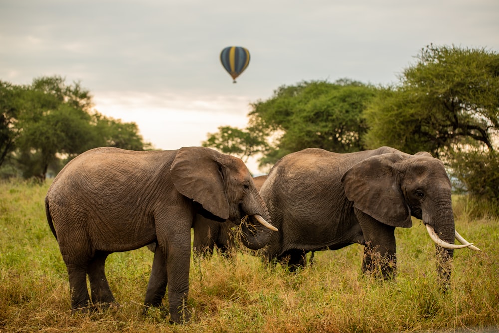 a couple of elephants that are standing in the grass