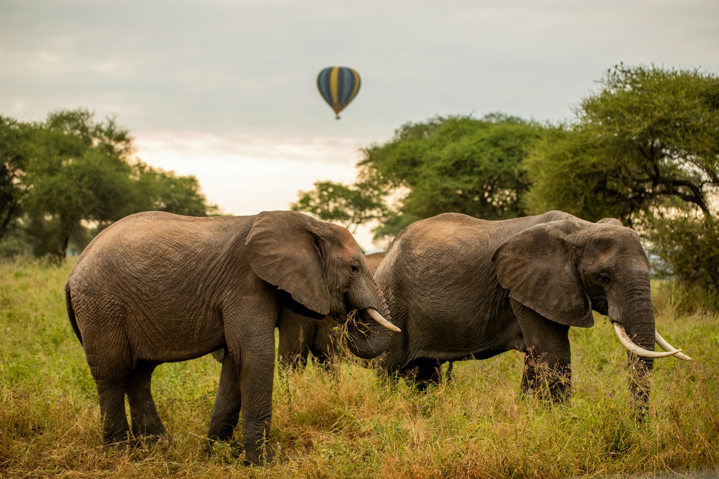 Two bulls feeding in the acacia scrub