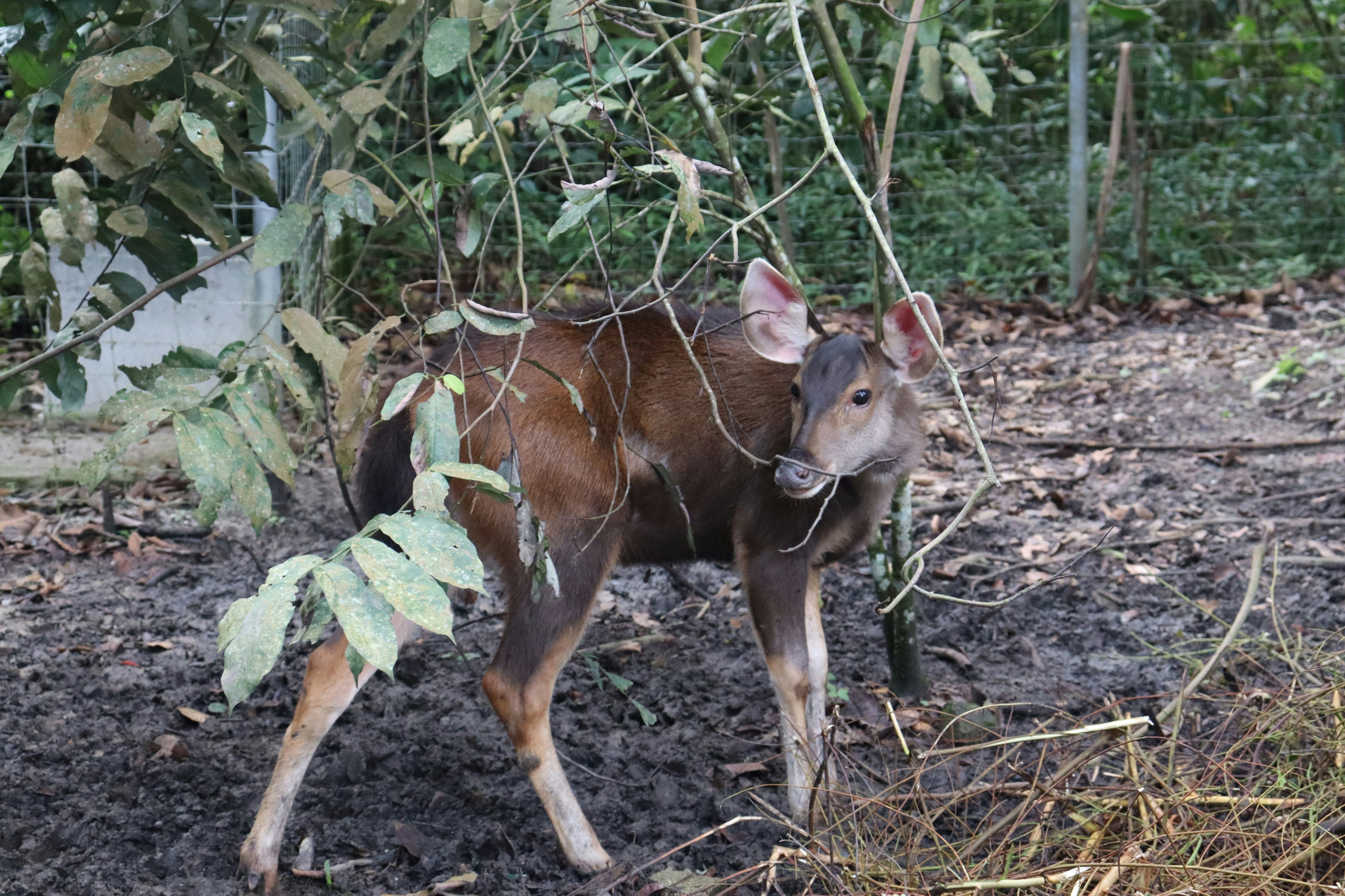 Un ciervo bebé está parado en la tierra foto – Imagen de Animal gratuita en  Unsplash, image size:3000x2000