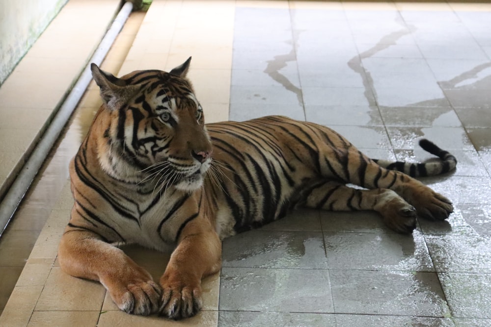 a tiger laying on the ground next to a wall
