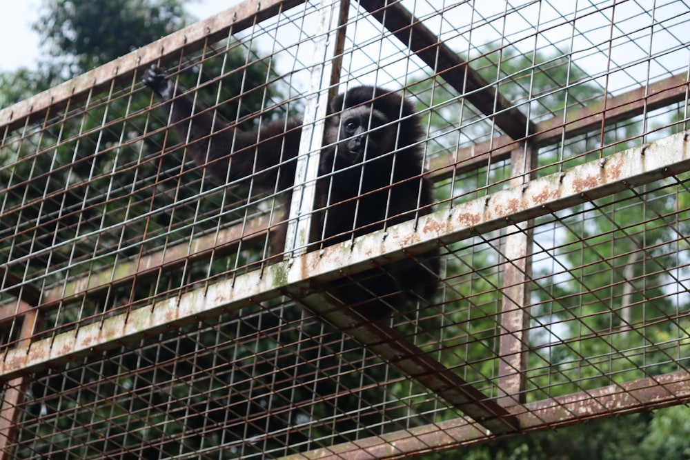 a monkey sitting in a caged area with trees in the background