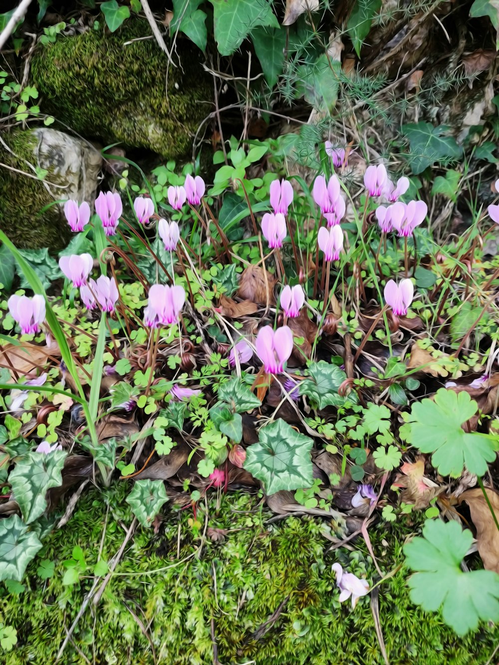 a bunch of flowers that are in the grass