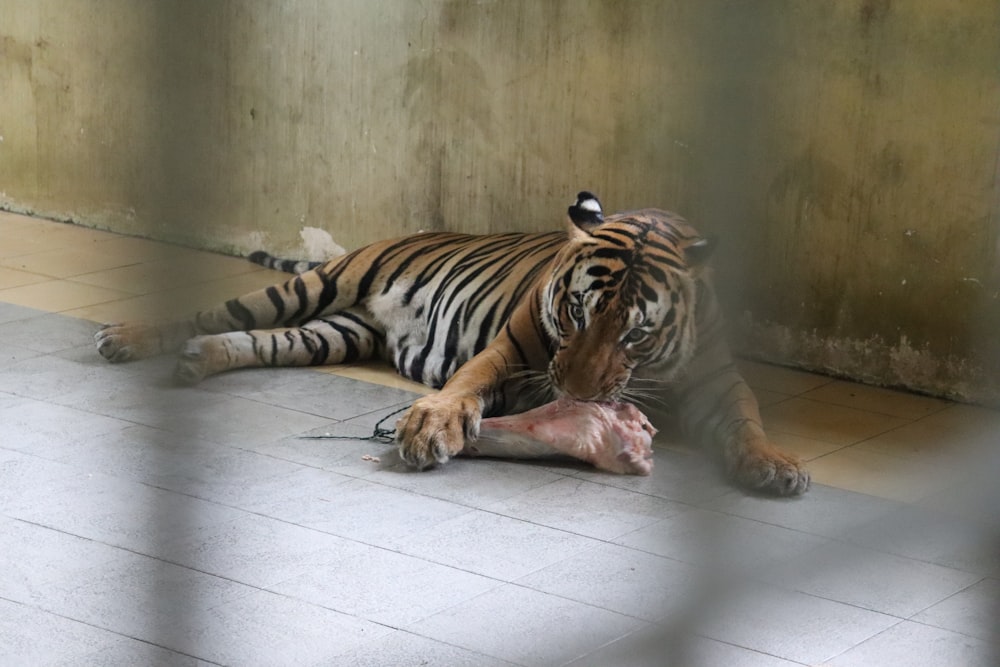 a tiger laying on the ground with a dead animal