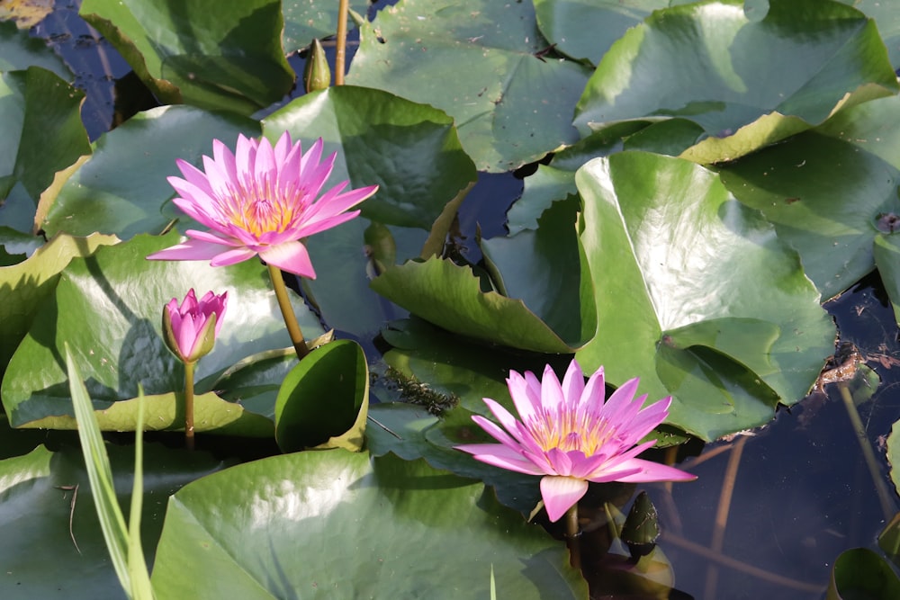 two pink water lilies in a pond with green leaves