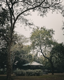 a gazebo surrounded by trees in a park