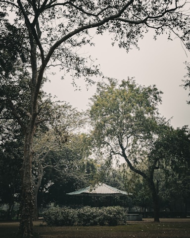 a gazebo surrounded by trees in a park
