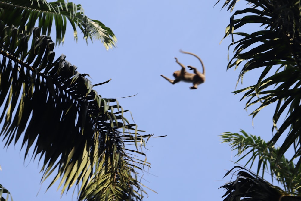 a monkey hanging upside down in a tree