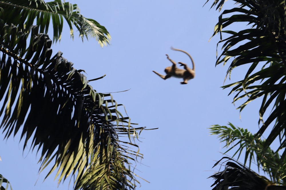 ein Affe, der kopfüber in einem Baum hängt