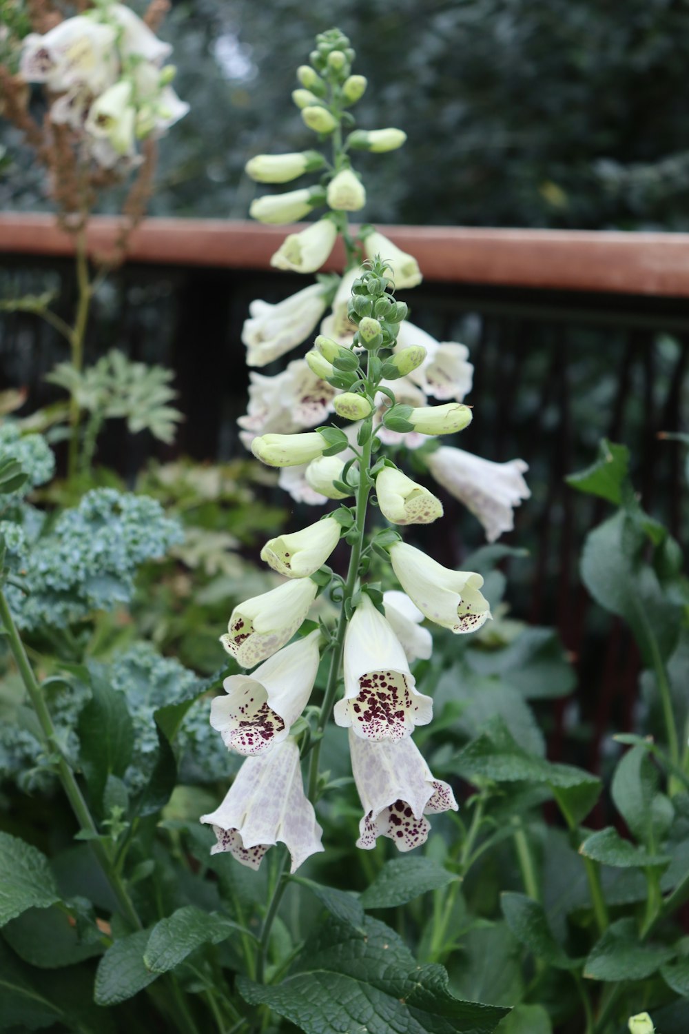 a close up of a flower near a fence