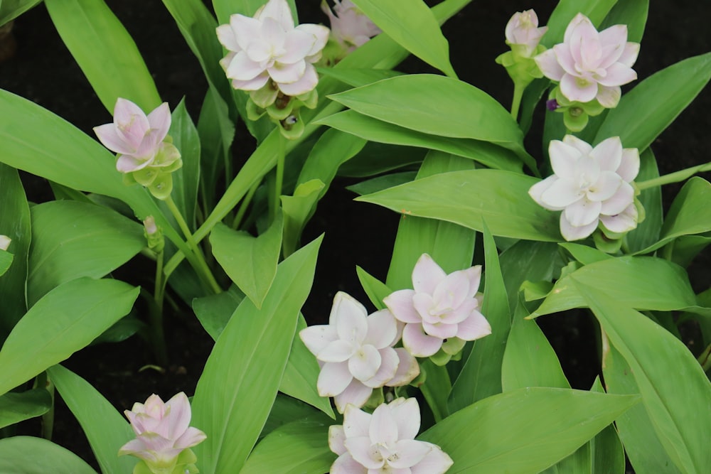 a close up of a bunch of flowers with green leaves