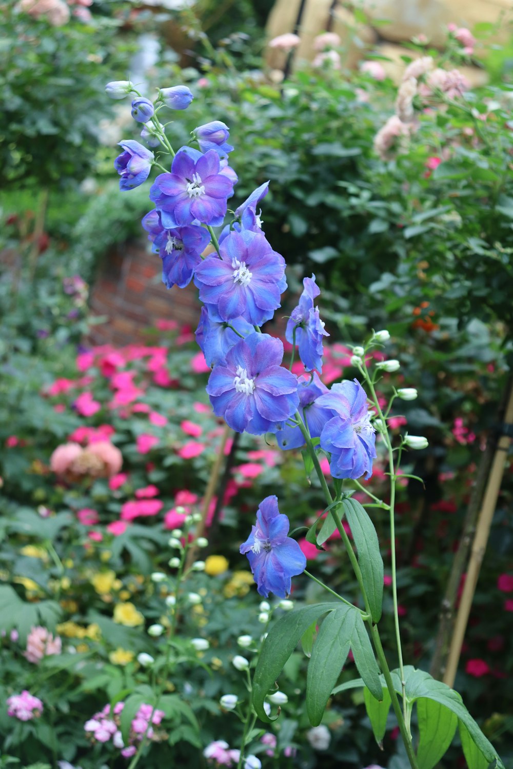 a garden filled with lots of purple flowers