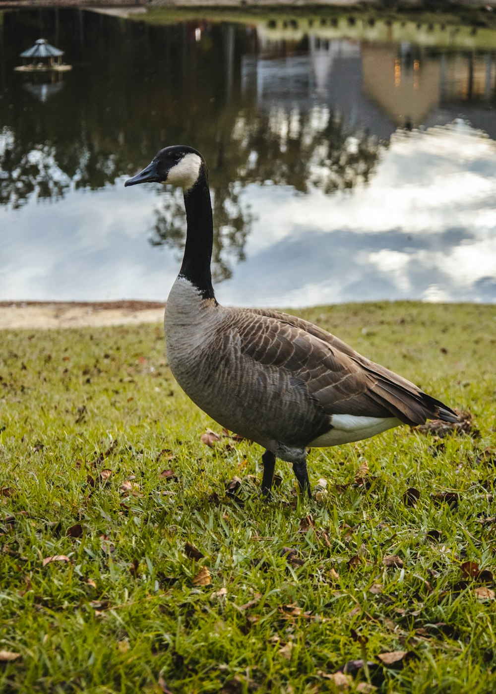 a goose standing in the grass near a pond