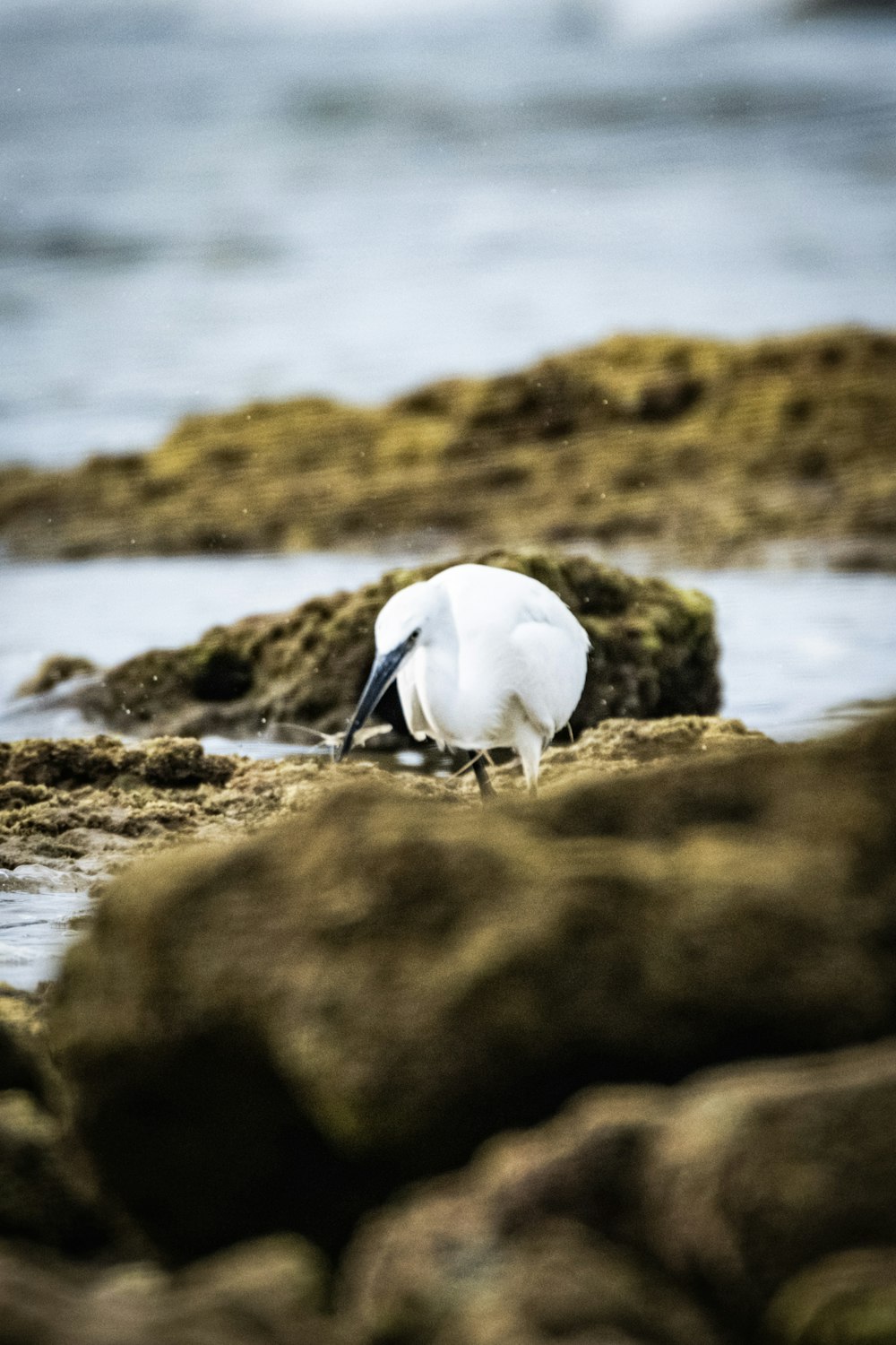 a white bird standing on top of a rocky beach