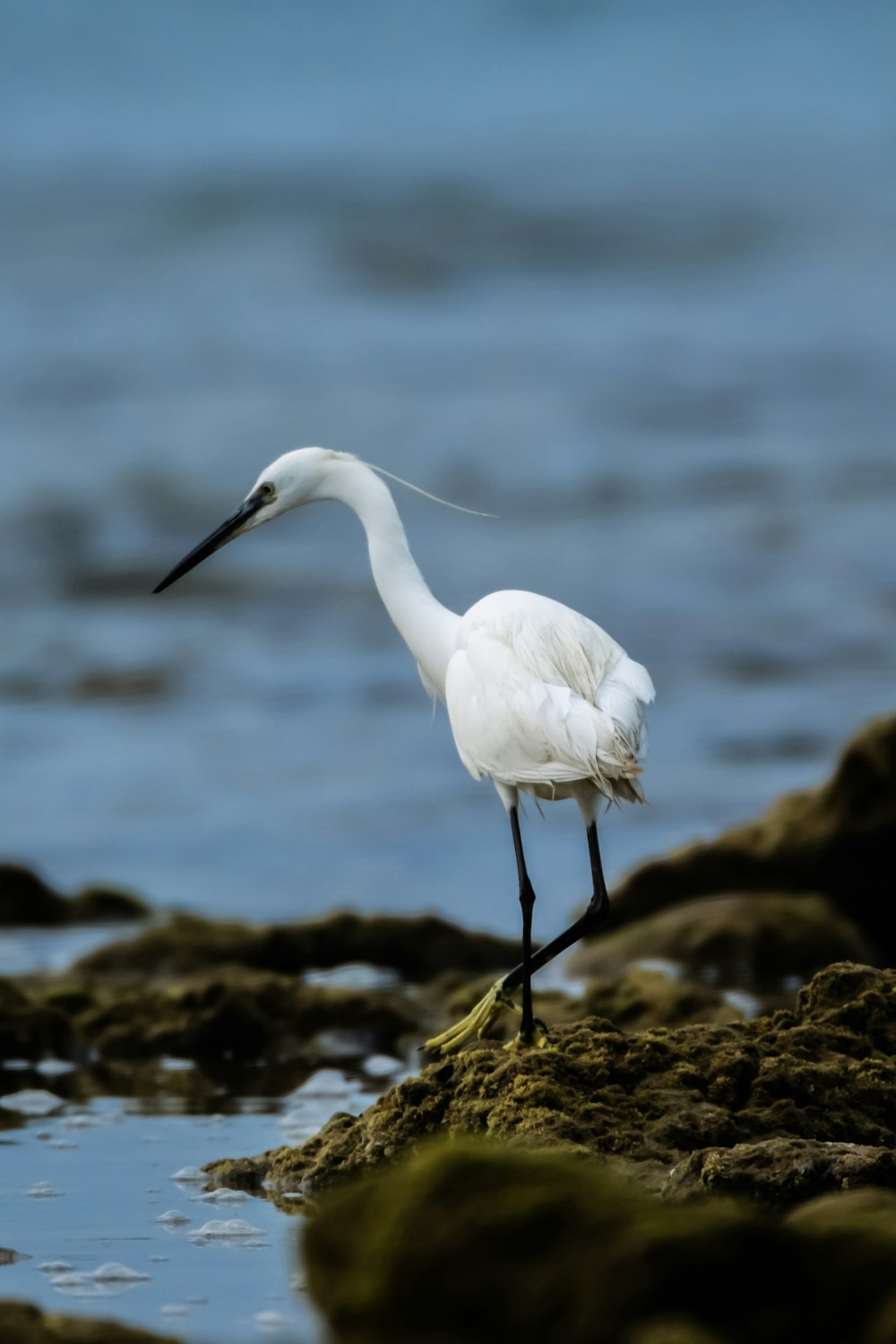 a white bird is standing on some rocks