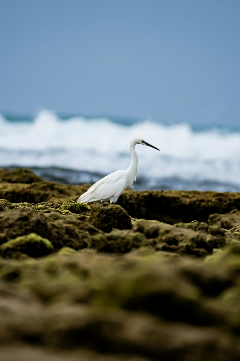 a white bird standing on top of a sandy beach
