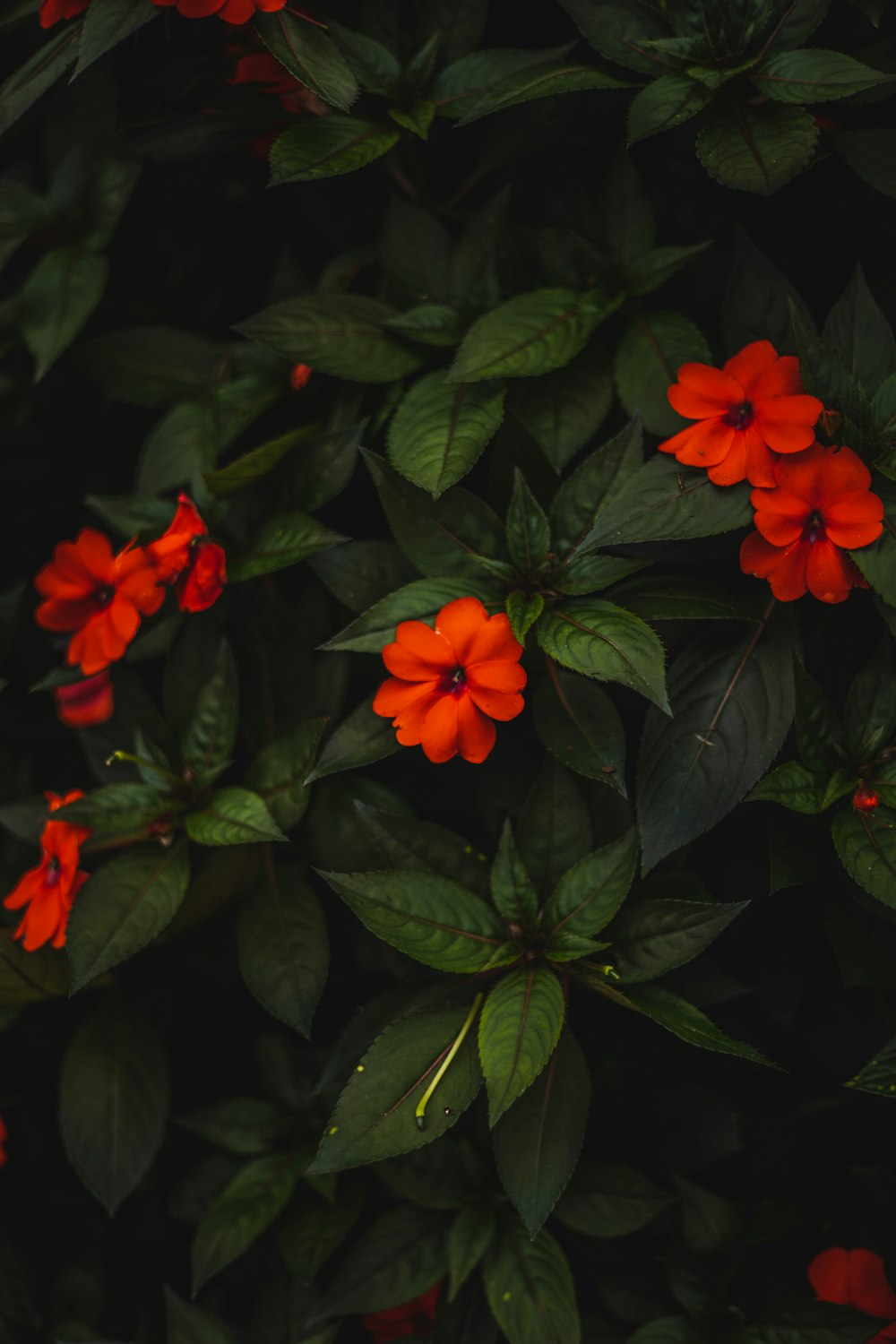 a bunch of red flowers that are on a bush