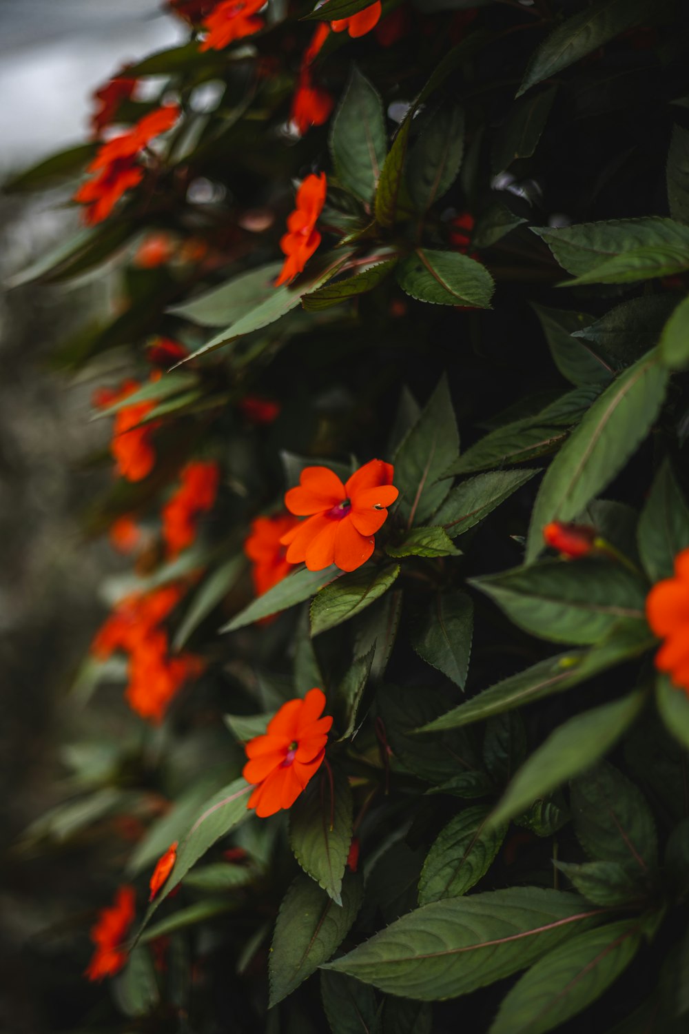 a bush of orange flowers with green leaves