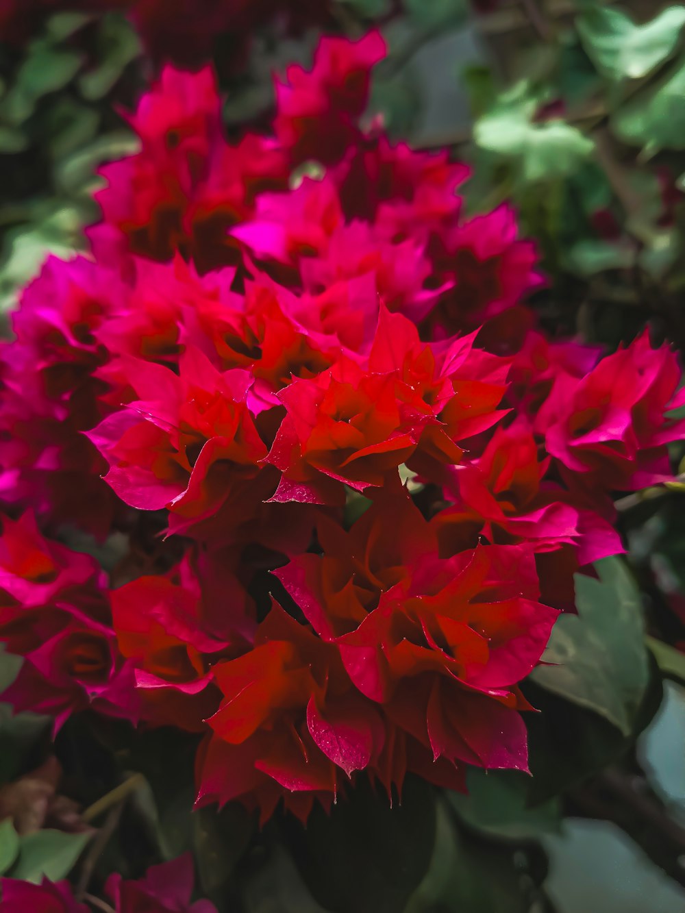 a close up of a red flower with green leaves