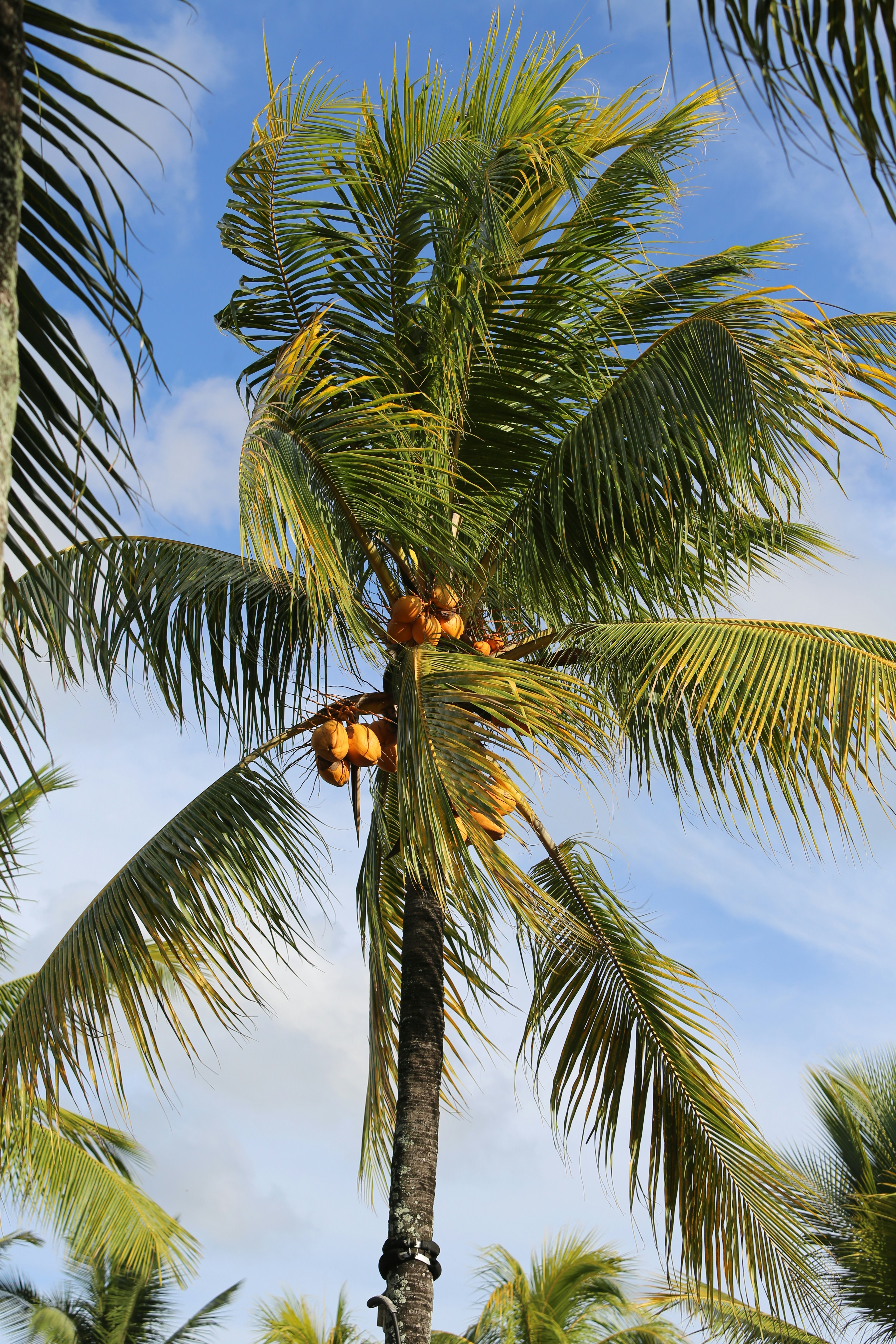 Photo by angelokarabo053