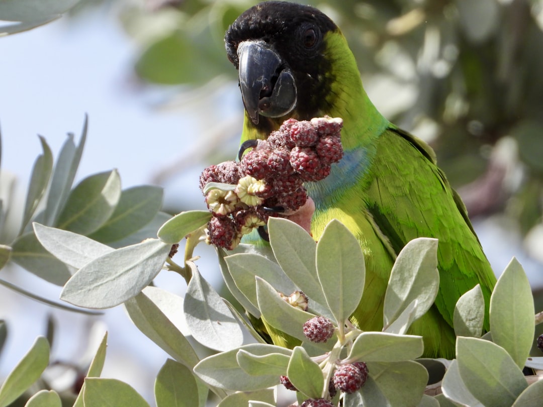 a green parrot perched on top of a tree branch, A wild Nanday Parakeet is eating berries by wildlife photographer Anita