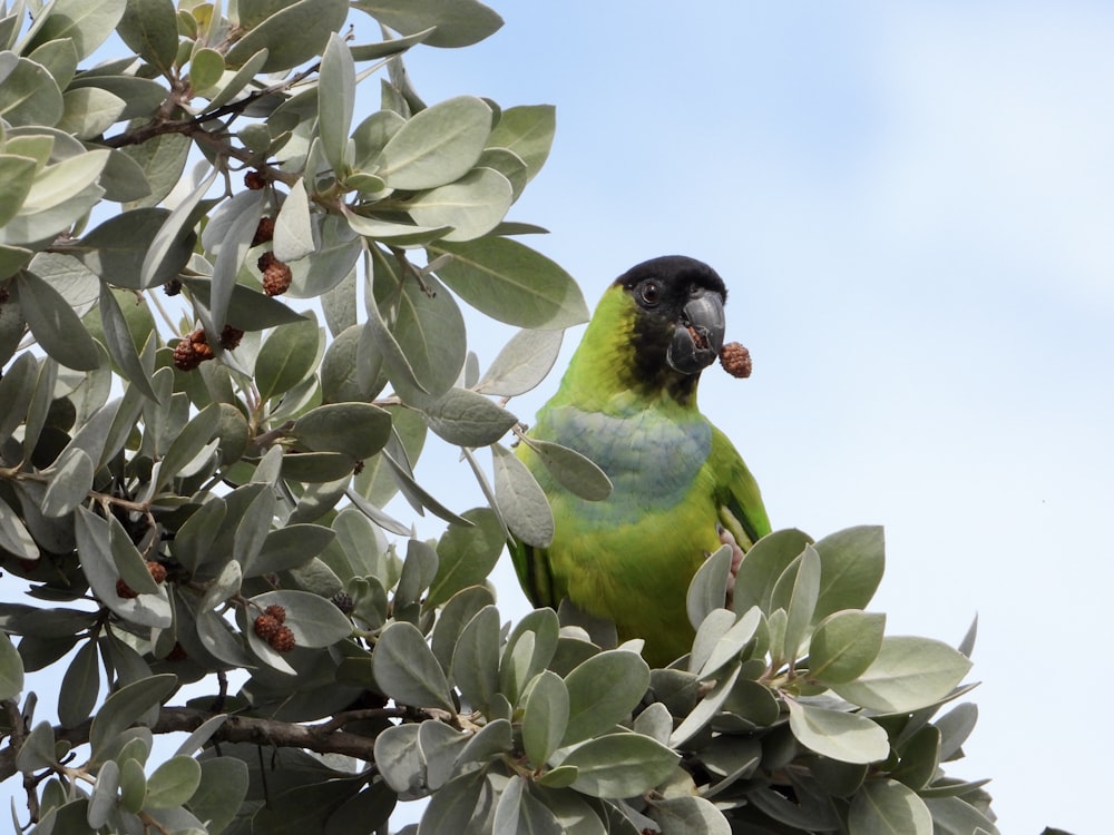 a green parrot perched on top of a tree branch