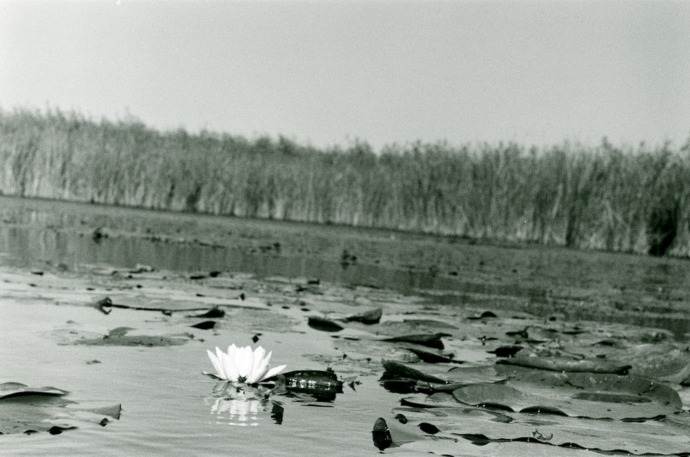 a white flower floating on top of a lake