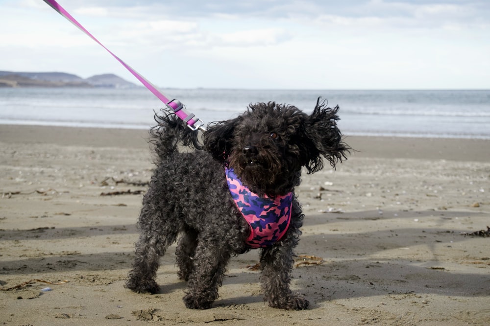 a black dog with a pink bandana on a beach