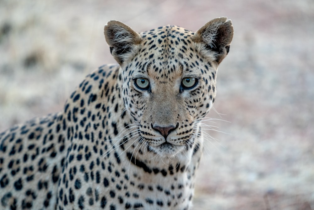 a close up of a cheetah looking at the camera